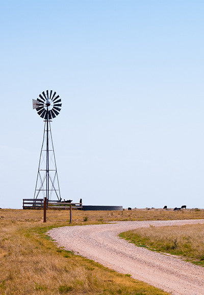 Aermotor Windmill in Field with Cattle