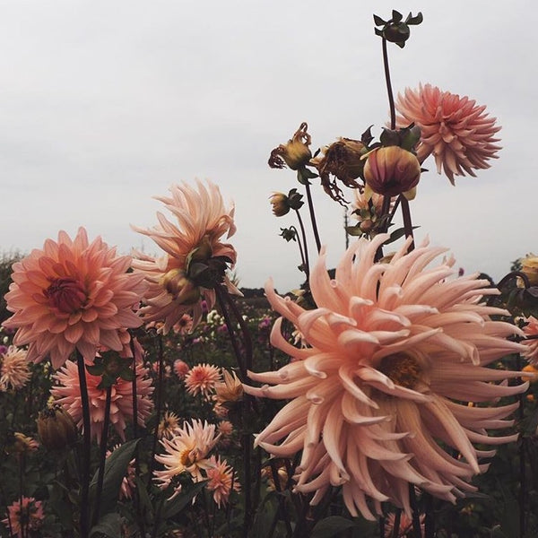 Beautiful dahlias for 'Simple Nature Finds' by @nicpfr
