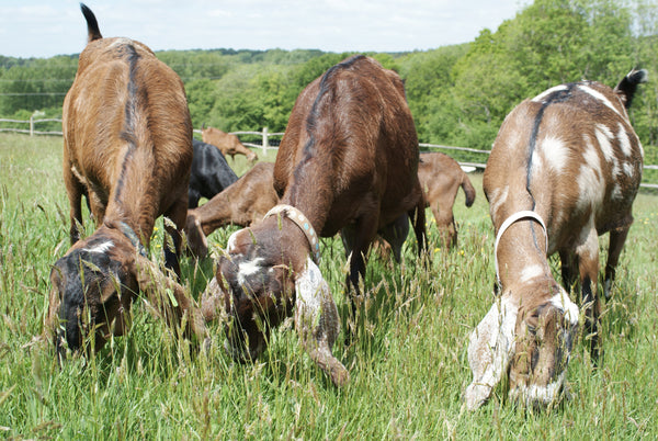 Pedigree Anglo-Nubians goats grazing, the Raw Soap Company