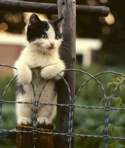 Kitten Standing On Hind Legs