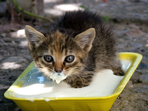 Kitten Always Hungry