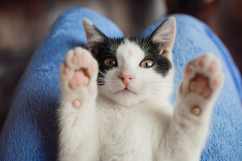 Alternatives To Declawing A Cat