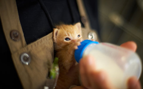 What Kind Of Milk Can You Give A Kitten