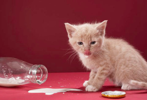 What Kind Of Milk Can You Give A Kitten