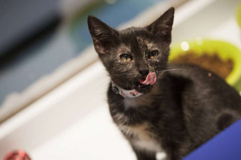 3-Week-Old Kitten Won't Poop