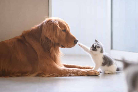 What Does It Mean When A Dog Licks A Cat