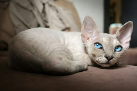 Cat Breeds With Big Ears