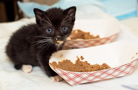 How Much Should A 10-Week-Old Kitten Eat