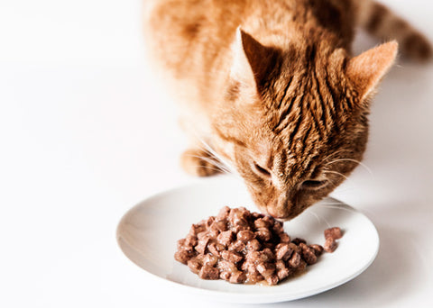 How Long Can A Cat Go Without Eating