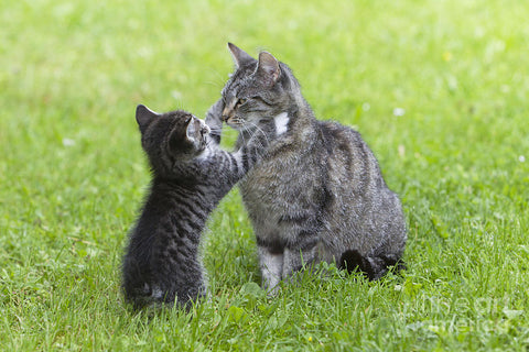 When Does A Cat Stop Being A Kitten