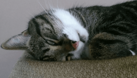 Cat Sleeping With Eyes Open