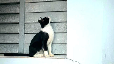 Why Does My Cat Stare At The Wall