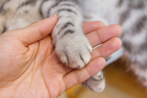 Alternatives To Declawing A Cat