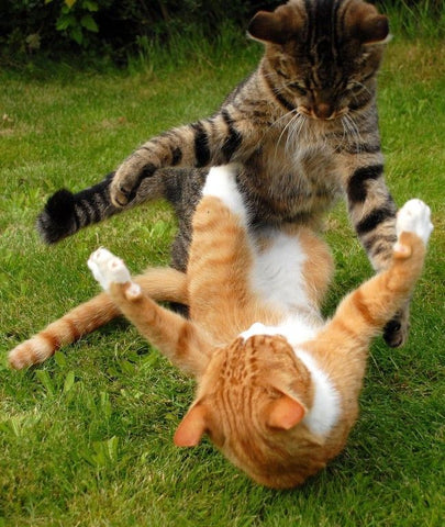 Tackles Between Cat And Kitten