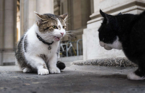 Tackles Between Cat And Kitten