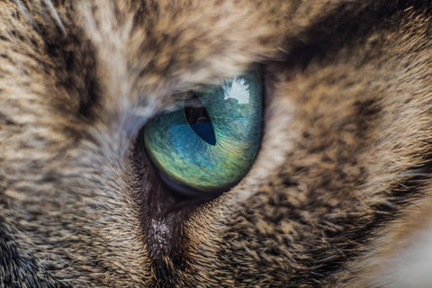 Cat Hair Loss Around Eyes A Guide For Pet Owners Cattybox