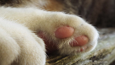 barrikade eksplodere Lyn All You Need To Know About Cat Paw Pad Infection – CattyBox