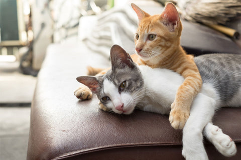 Tackles Between Cat And Kitten