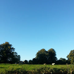 View over fields from our workshop