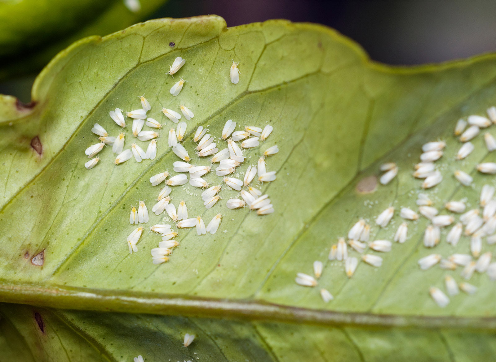 How To Get Rid Whiteflies on Houseplants – WallyGrow