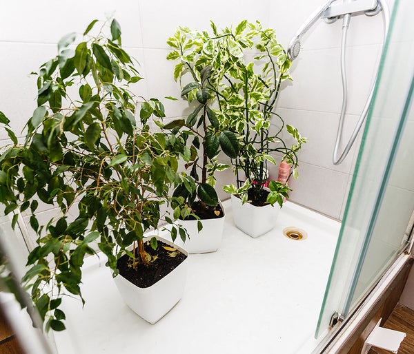 Plants in the shower 