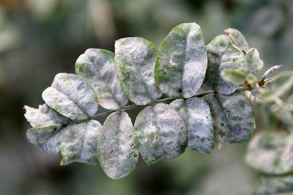 Powdery Mildew