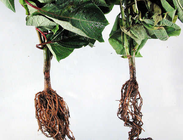 Root and Stem Rot
