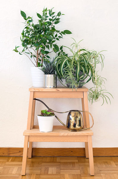 Spider plant plantlets