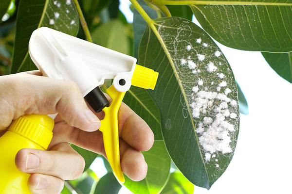 Spraying houseplant leaves with mealy