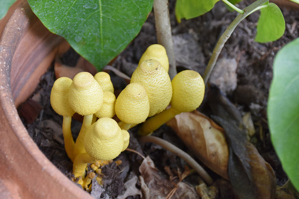 Yellow Mushrooms in Potting Soil