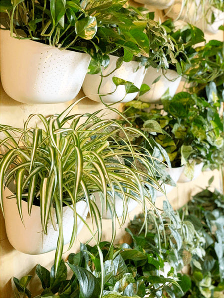 Amie Sue Plant Wall with Wally Eco planters