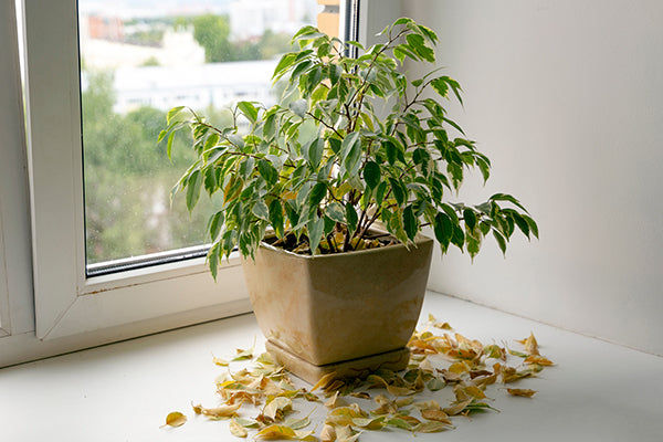 Houseplant dropping leaves