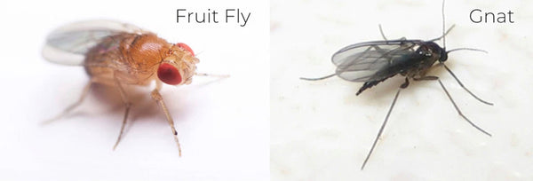 gnats and fruit flies
