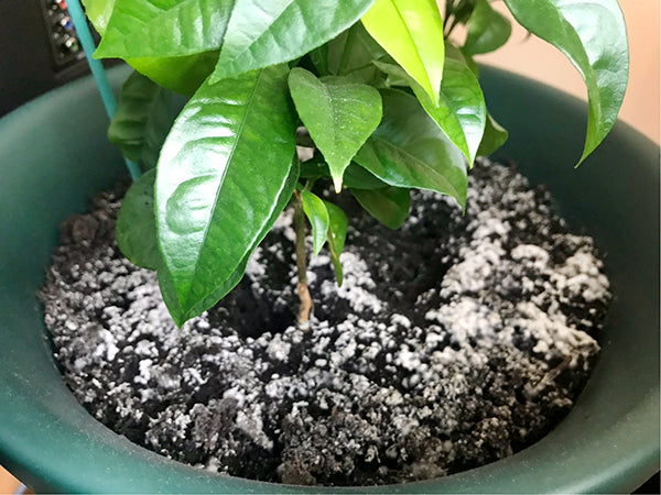 Mold on houseplant soil