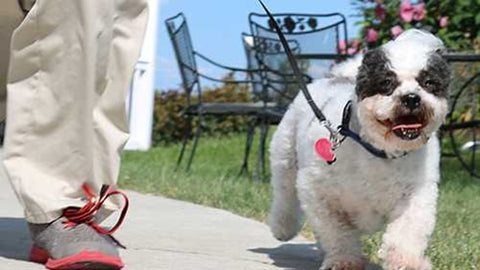 Top 10 Pet-Friendly Travel Destinations in the US | A small multi colored light and and dark colored dog walking next to owner at winery in Lake of the Ozarks | Bubu Brands 