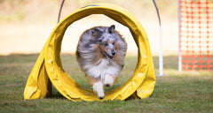 A spotted dog running through a bright tunnel on an obstacle course | Bubu Brands