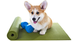 A light colored corgi dog on a light colored yoga mat with a light colored weight | Bubu Brands