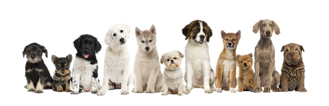 Are You Ready For a Puppy? | Dogs of various sizes and breeds sitting in a horizontal line looking into the camera | Bubu Brands 