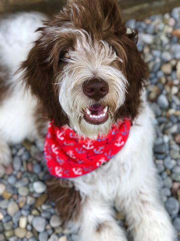 Brown and white spotted Goldendoodle dog laying on gray and brown pebbles wearing a red anchor bandana | Bubu Brands