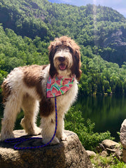 A brown and white spotted dog stands on a rock above a river with a mountain covered in green trees behind her | Bubu Brands