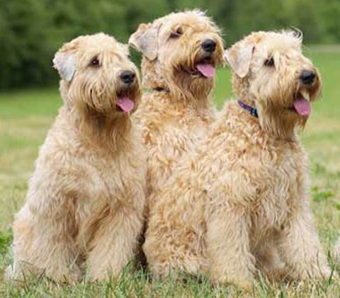 3 tan terrier dogs sitting in a field looking off to the side at something out of the picture