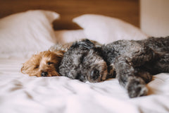 Two dogs one light colored and one dark laying on top of a light colored bed cover | Bubu Brands