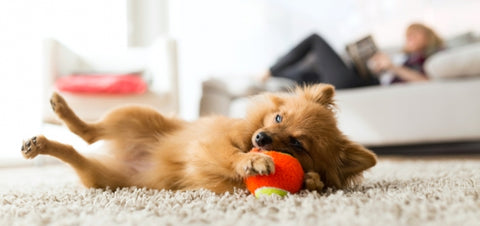 Are You Ready For a Puppy? | small chestnut brown fluffy dog lays on its back on a beige carpet playing with a red toy | Bubu Brands