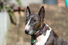 A light and dark colored bull terrier in a field | Bubu Brands