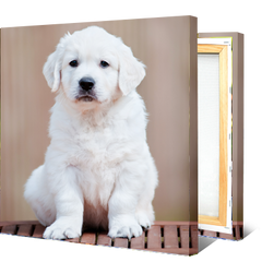 15 Perfect Gifts to get a Dog Lover | A canvas picture with a light colored puppy on it | Bubu Brands