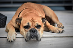 A light colored bulldog laying on a light colored front step | Bubu Brands