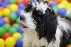 A light and dark havanese in a multi colored ball pit | Bubu Brands 