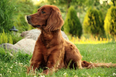 A dark colored irish setter laying in dark grass | Bubu Brands