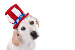 A bright colored dog wearing an american flag hat in front of a bright background | Bubu Brands