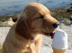 A golden Retriever Dog Eating Ice Cream | Bubu Brands